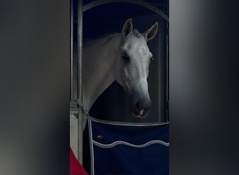 Lusitanos, Wallach, 14 Jahre, 168 cm, Schimmel