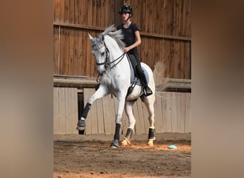 Lusitanos, Wallach, 14 Jahre, 168 cm, Schimmel