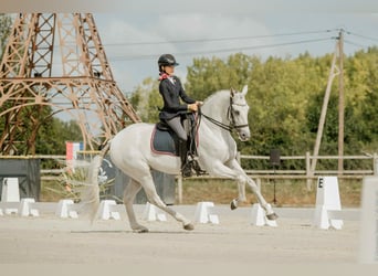 Lusitanos, Wallach, 14 Jahre, 168 cm, Schimmel