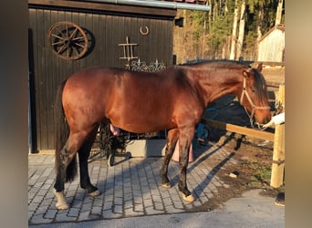 Lusitanos, Wallach, 14 Jahre, 170 cm, Brauner