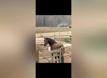 Lusitanos, Wallach, 14 Jahre, 170 cm, Brauner