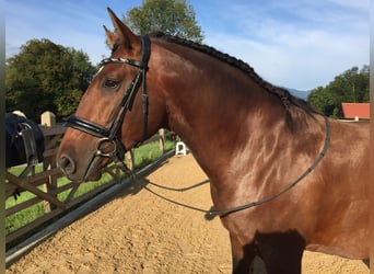 Lusitanos, Wallach, 14 Jahre, 170 cm, Brauner