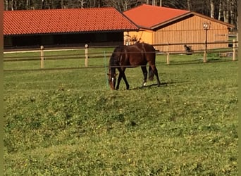 Lusitanos, Wallach, 14 Jahre, 170 cm, Brauner
