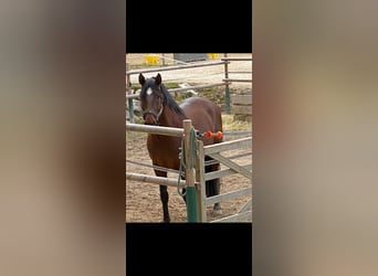 Lusitanos, Wallach, 14 Jahre, 170 cm, Brauner