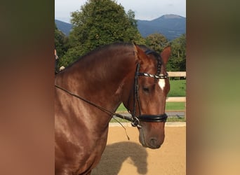 Lusitanos, Wallach, 14 Jahre, 170 cm, Brauner