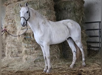 Lusitanos Mix, Wallach, 15 Jahre, 154 cm, Schimmel