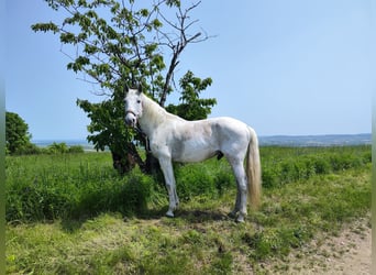 Lusitanos, Wallach, 15 Jahre, 154 cm, Schimmel