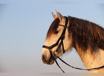 Lusitanos, Wallach, 15 Jahre, 155 cm, Schimmel Lusitanos, Wallach, 15 Jahre, 155 cm, Schimmel