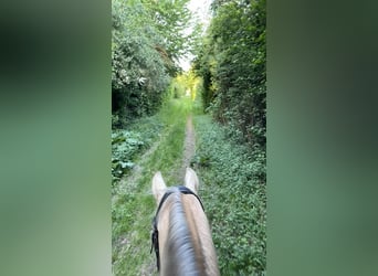 Lusitanos, Wallach, 15 Jahre, 158 cm, Palomino