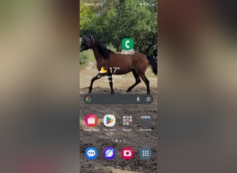 Lusitanos, Wallach, 15 Jahre, 159 cm, Brauner