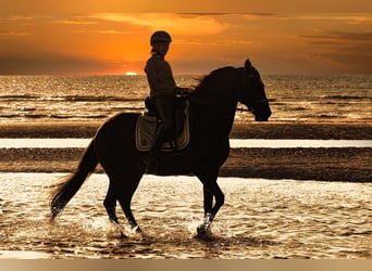 Lusitanos, Wallach, 15 Jahre, 159 cm, Rappe