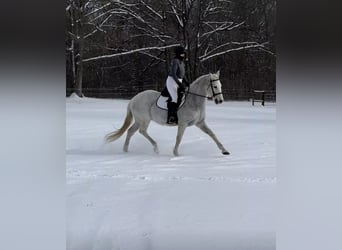 Lusitanos, Wallach, 15 Jahre, 163 cm, Fliegenschimmel