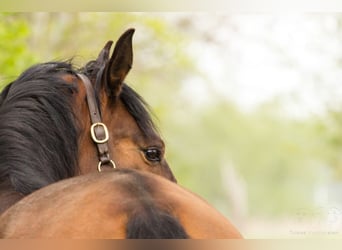 Lusitanos, Wallach, 15 Jahre, 165 cm, Brauner