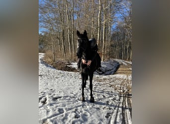 Lusitanos, Wallach, 15 Jahre, 165 cm, Rappe