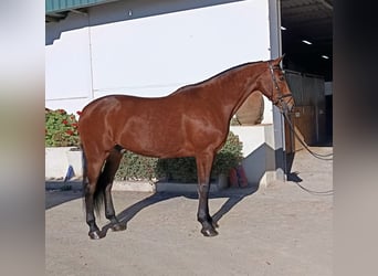Lusitanos, Wallach, 15 Jahre, 166 cm, Brauner