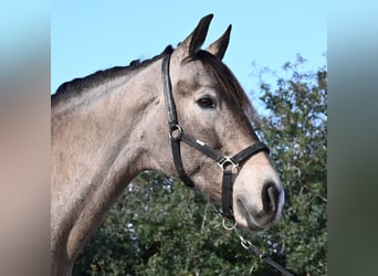 Lusitanos Mix, Wallach, 15 Jahre, 169 cm, Falbe