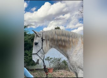 Lusitanos, Wallach, 16 Jahre, 145 cm, Fliegenschimmel