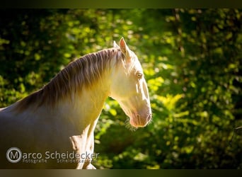 Lusitanos Mix, Wallach, 16 Jahre, 147 cm, Cremello