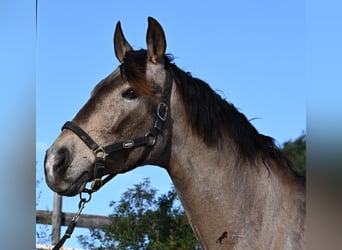 Lusitanos Mix, Wallach, 16 Jahre, 169 cm, Falbe