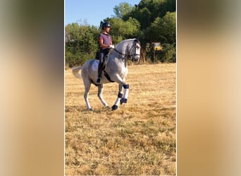 Lusitanos, Wallach, 17 Jahre, 164 cm, Fliegenschimmel