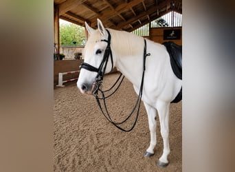 Lusitanos, Wallach, 17 Jahre, 164 cm, Schimmel