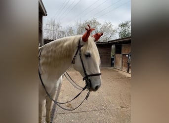 Lusitanos, Wallach, 17 Jahre, 173 cm, Schimmel