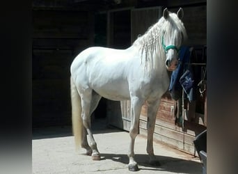 Lusitanos, Wallach, 17 Jahre, 173 cm, Schimmel