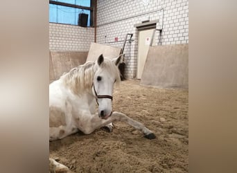Lusitanos, Wallach, 17 Jahre, 173 cm, Schimmel