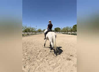 Lusitanos Mix, Wallach, 18 Jahre, 157 cm, Schimmel