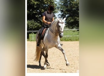 Lusitanos, Wallach, 18 Jahre, 158 cm, Schimmel