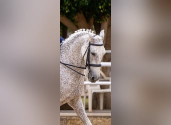 Lusitanos Mix, Wallach, 19 Jahre, 155 cm, Fliegenschimmel