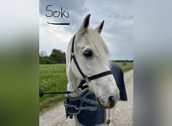 Lusitanos, Wallach, 24 Jahre, 163 cm, Schimmel