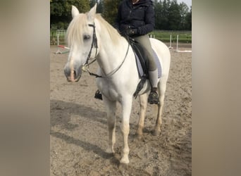 Lusitanos, Wallach, 24 Jahre, 163 cm, Schimmel