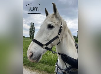 Lusitanos, Wallach, 24 Jahre, 163 cm, Schimmel