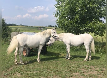 Lusitanos, Wallach, 24 Jahre, 163 cm, Schimmel