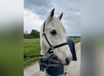 Lusitanos, Wallach, 24 Jahre, 163 cm, Schimmel