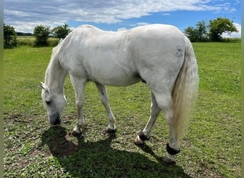 Lusitanos, Wallach, 24 Jahre, 163 cm, Schimmel