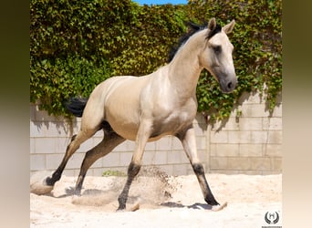 Lusitanos, Wallach, 2 Jahre, 155 cm, Falbe