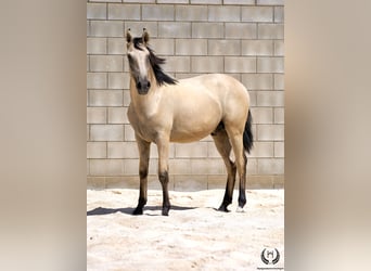 Lusitanos, Wallach, 2 Jahre, 155 cm, Falbe