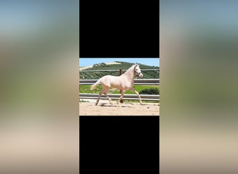 Lusitanos, Wallach, 2 Jahre, 162 cm, Perlino