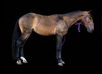 Lusitanos, Wallach, 3 Jahre, 145 cm, Buckskin