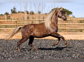 Lusitanos Mix, Wallach, 3 Jahre, 147 cm, Rappe