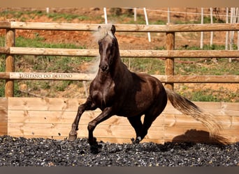 Lusitanos Mix, Wallach, 3 Jahre, 147 cm, Rappe