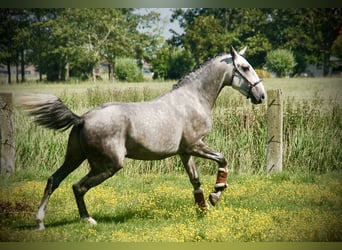 Lusitanos, Wallach, 3 Jahre, 158 cm, Schimmel