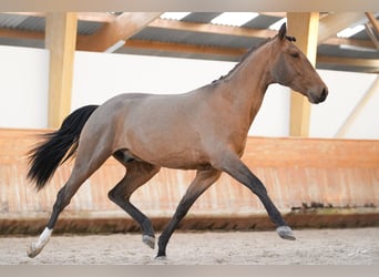 Lusitanos, Wallach, 3 Jahre, 160 cm, Rotbrauner