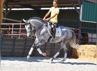Lusitanos, Wallach, 3 Jahre, 160 cm, Schimmel