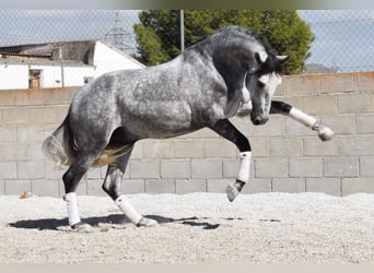 Lusitanos, Wallach, 3 Jahre, 160 cm, Schimmel