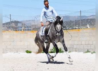 Lusitanos, Wallach, 3 Jahre, 160 cm, Schimmel