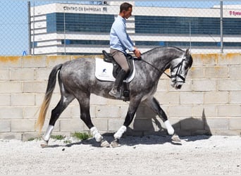 Lusitanos, Wallach, 3 Jahre, 160 cm, Schimmel