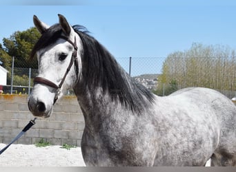 Lusitanos, Wallach, 3 Jahre, 160 cm, Schimmel